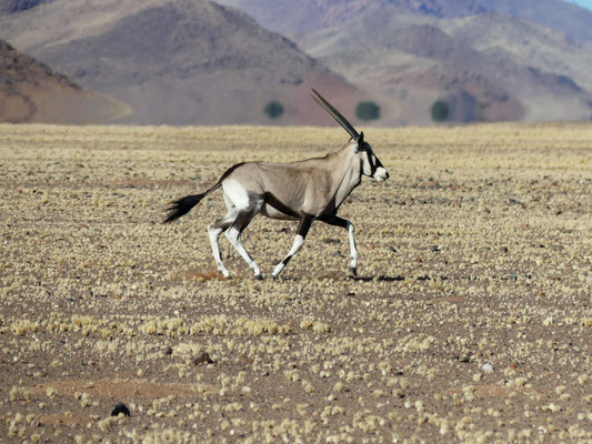 Oryx - Namibie - Namib