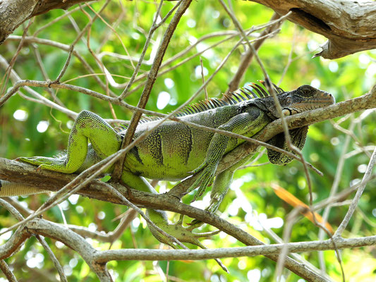 Iguane vert - Panama
