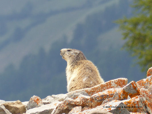 Marmotte - Parc du Mercantour - Août 2020