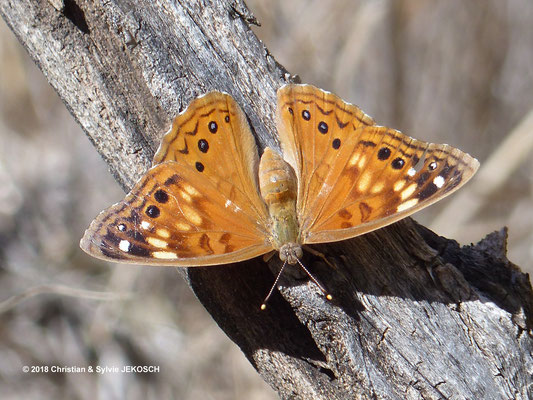 Papillon - Zion National Park - Etat Unis