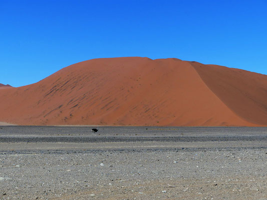 Autruche - Namibie - Namib