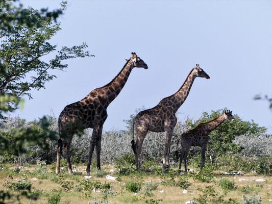 Girafes - Namibie - Etocha