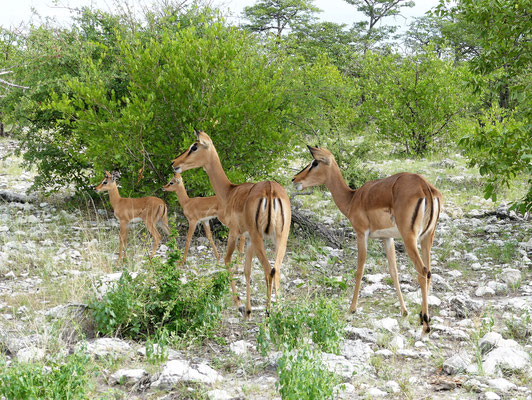 Impala à face noire - Namibie - Etocha