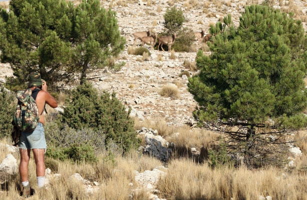 Mouflon à manchette à l'approche Sierra Espuña (ESP)