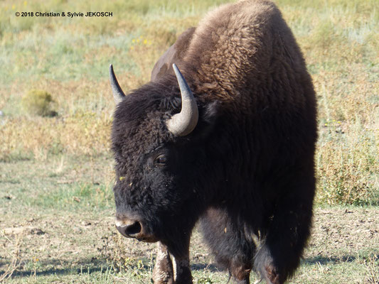Bison d'Amérique - sortie du Zion National Park - Etat Unis