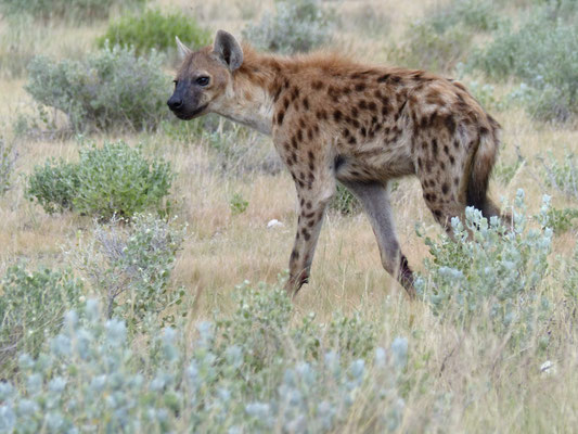 Hyène tachetée - Namibie - Etocha