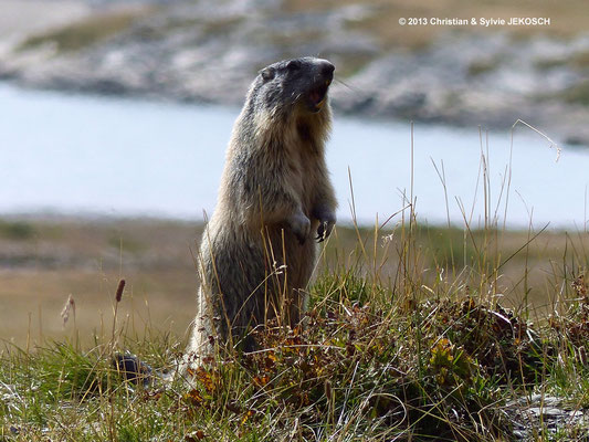 Marmotte réserve Grande Sassière - SAVOIE