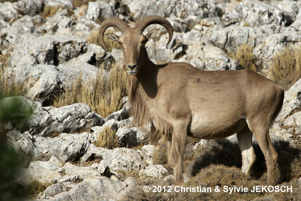 Mouflon à manchette dans la Sierra Espuña (ESP)