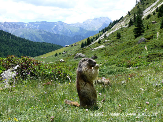 Marmotte parc de la Vanoise