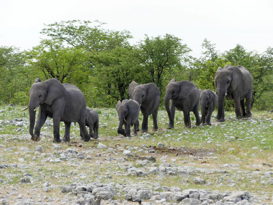 Eléphant - Namibie - Etocha