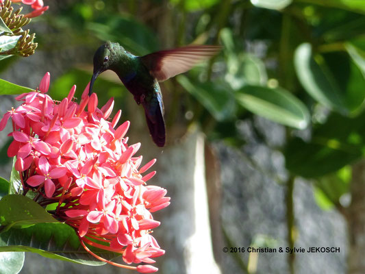 Colibri madère - Guadeloupe