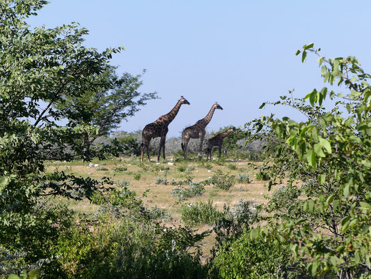 Girafe - Namibie - Etocha
