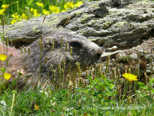 Marmotte parc de la Vanoise 