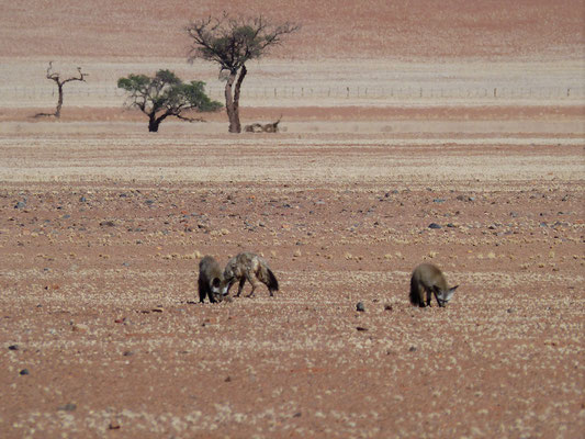 Otocyon - Namibie - Namib