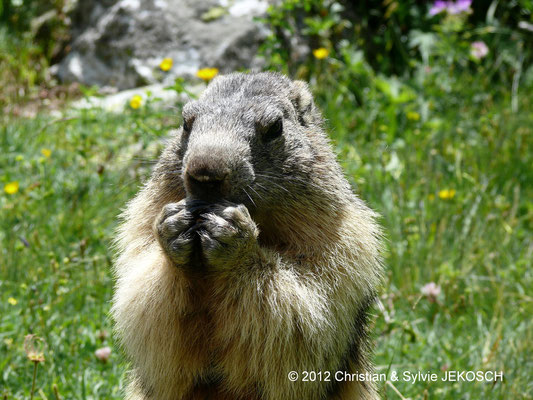 Marmotte - Parc de la Vanoise - France