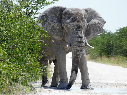 Eléphant des savanes - Namibie - Etocha