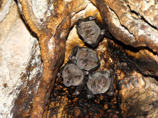 Chauves-souris à Gorge Blanche aux Oreilles Rondes - Panama