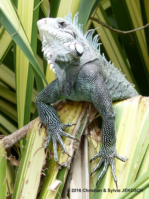 Iguane - Guadeloupe