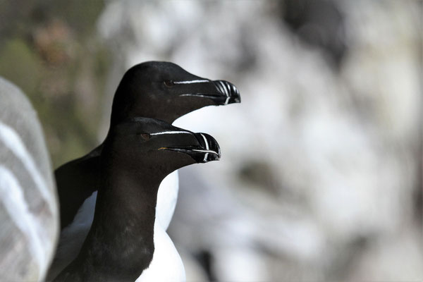Pingouin Torda - Ecosse - Falaises de Fowlsheugh