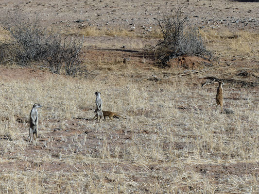 Suricates - Namibie - Kalahari