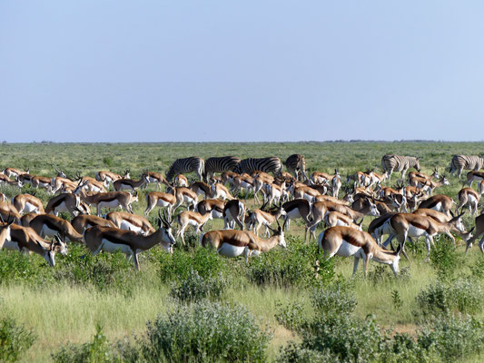 Springbok- Namibie - Etocha