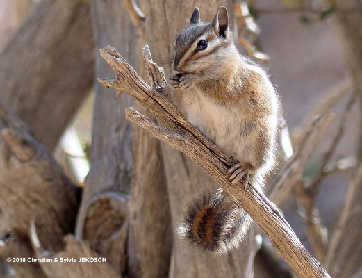 Petit écureuil Chipmunk ou tamia - Bryce Canyon National Park - Etat Unis