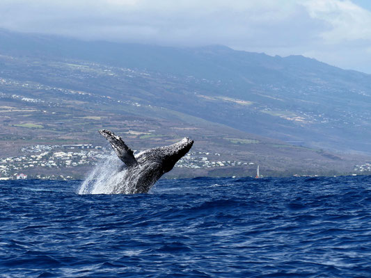 Baleine à bosse - Réunion -