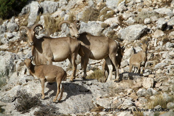 Mouflon à manchette dans la Sierra Espuña (ESP)