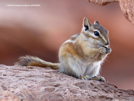 Petit écureuil Chipmunk ou tamia - Arches National Park - Etat Unis