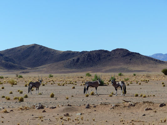 Oryx - Namibie - Namib