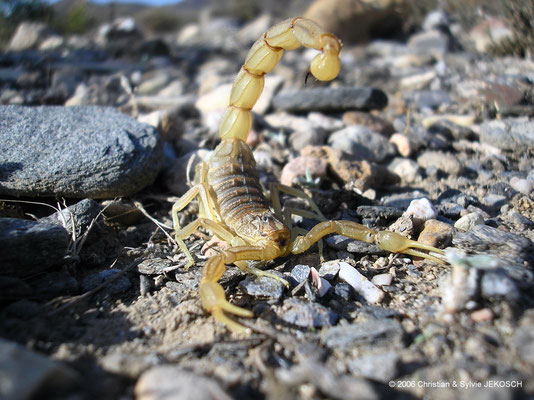Scorpion désert de Tabernas (ESP)