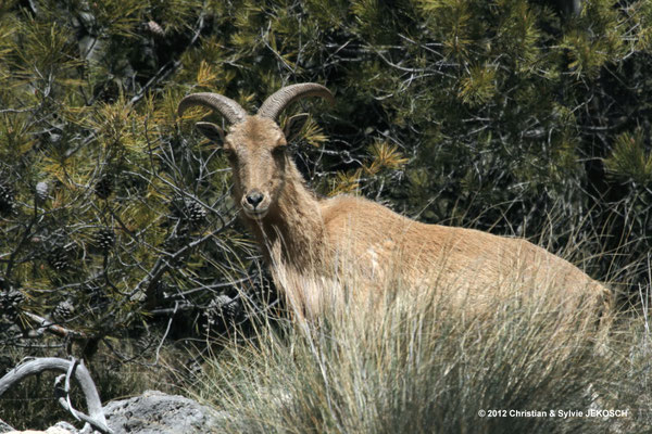 Mouflon à manchette Sierra Espuña (ESP)