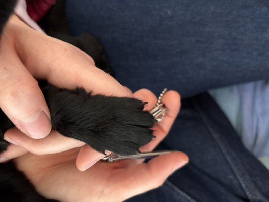 Krallen sind lang und spitz - Gesäugeschutz first!