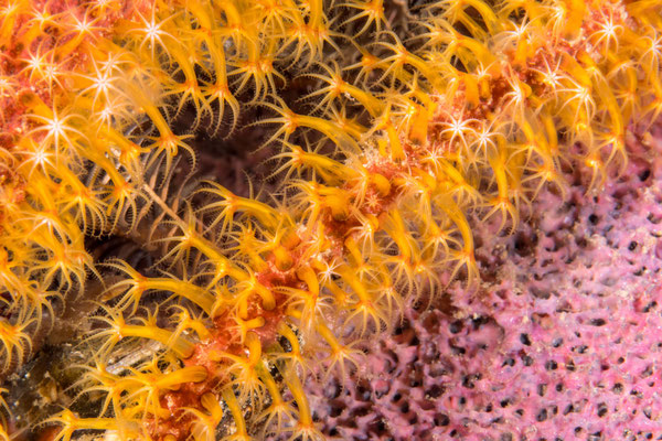 Close-up soft corals - Kimbe Bay