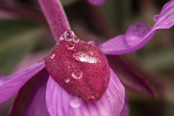 Morning dew on flower [2017]