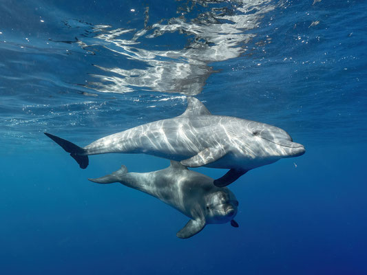 Dolphins at Abu Nuhas (snorkelling)