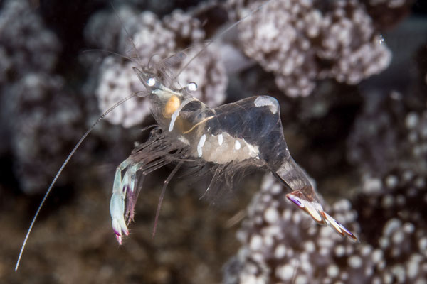  Cleaner shrimp with eggs - Kimbe Bay