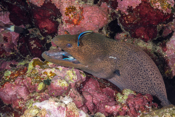 Moray and cleaner fishes