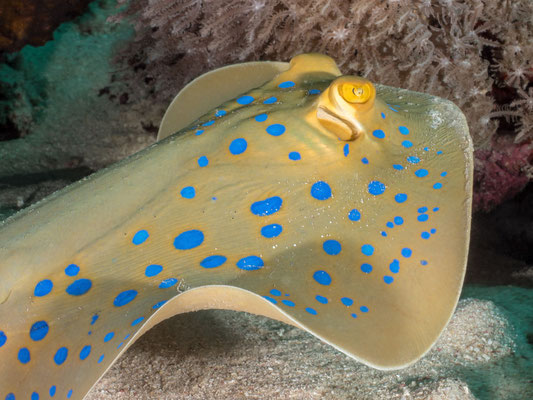 Bluespotted ribbontail stingray