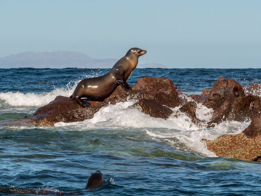 Sea lions at Isla Lobos, near La Paz