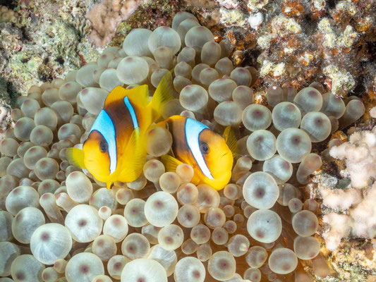 Anemone fish