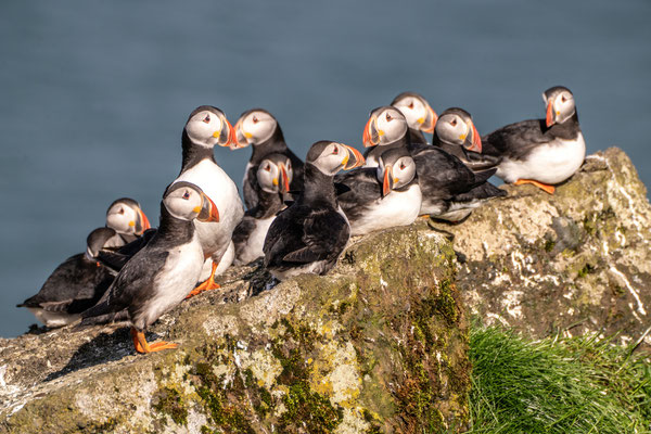 Puffins in Vestmannaeyjar [2024]