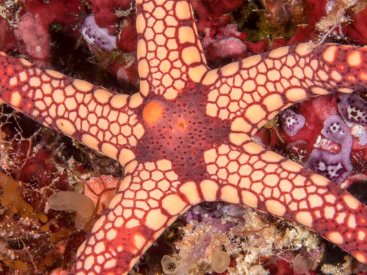  Seastar - Milne Bay