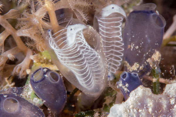Close up of sea squirt