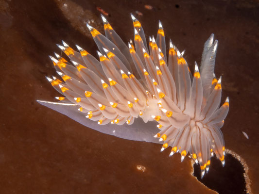 White-and-Orange-Tipped Nudibranch (Antiopella fusca)