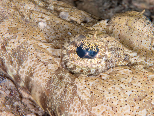 Crocodile fish