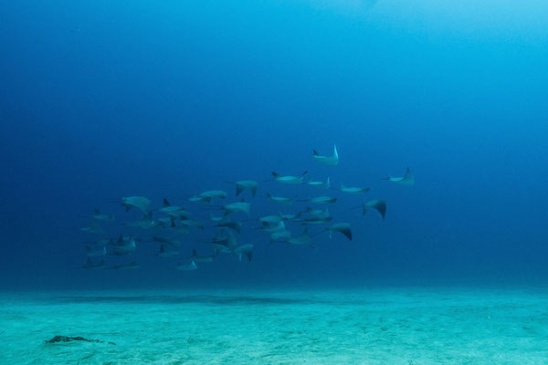 School of 50 cow nose rays, Cabo San Lucas