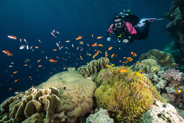 Reefscene with Anemone and Diver