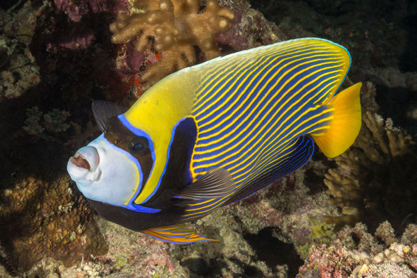 Emperor Angelfish