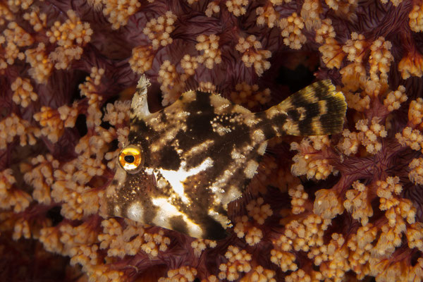 Juvenile filefish